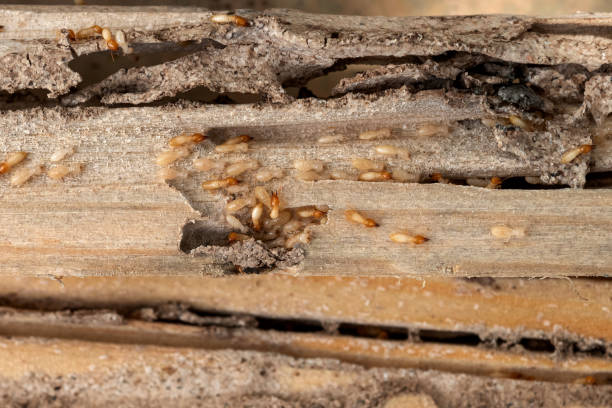 Gibsonville, NC Pest Control Company