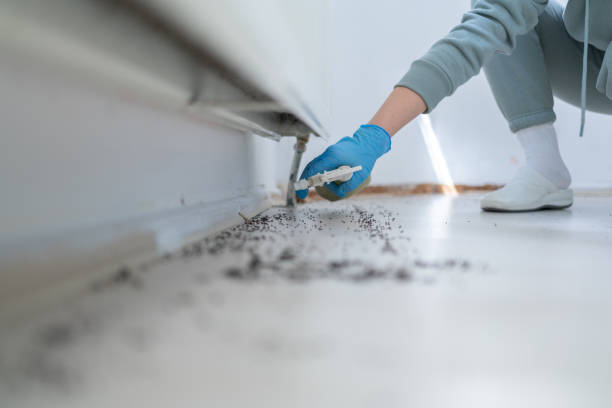 Best Wasp Removal Services  in Gibsonville, NC